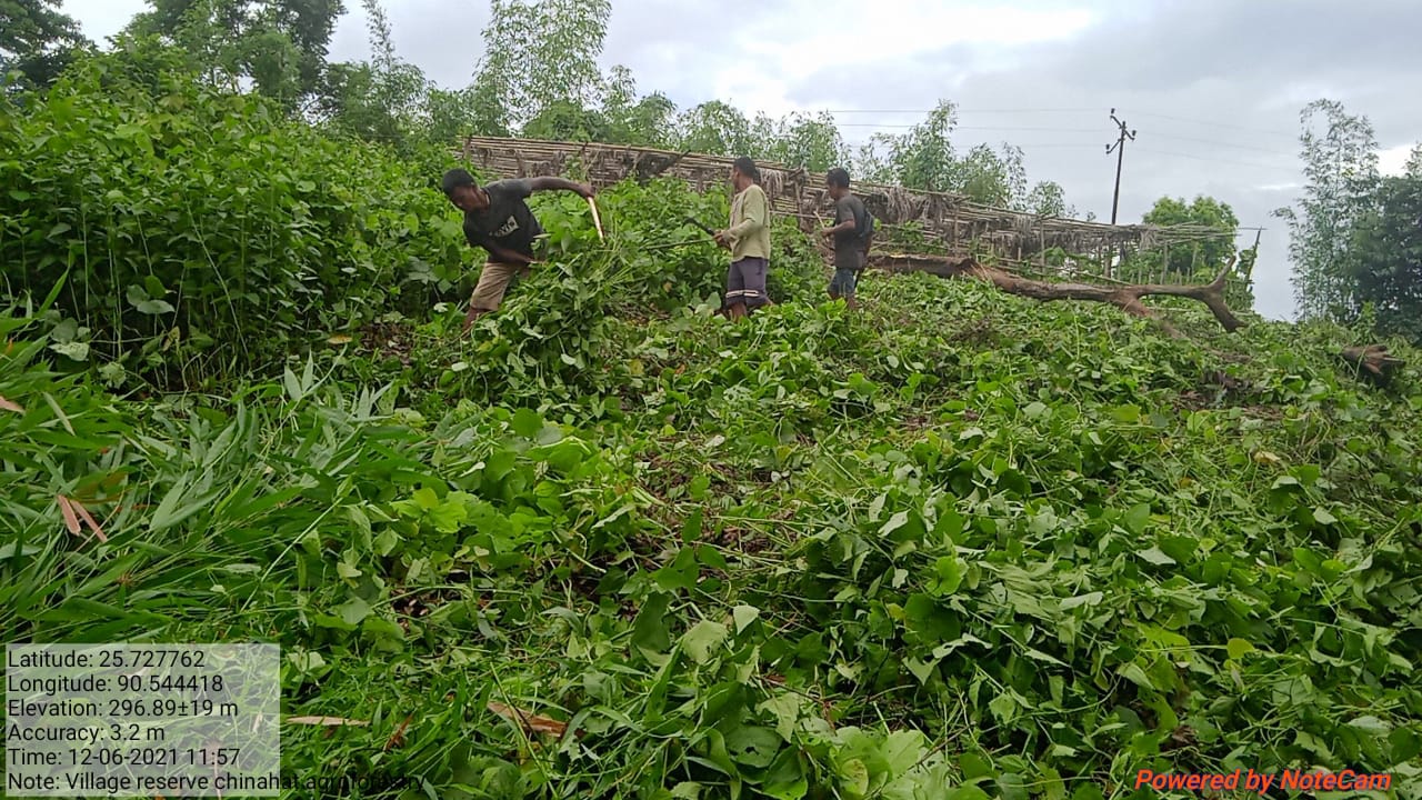 Land Clearing Agroforestry at Chinabat Barikgre